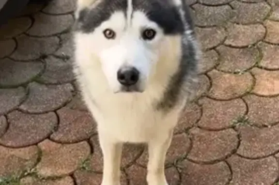 Husky trouvé rue du Landas, Vertou - photo