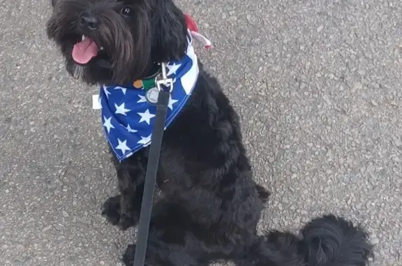 Lost Black Yorkie Poo in Christmas Sweater