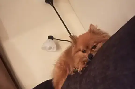 Lost Pomeranian: Sable/Tan, Streamwood