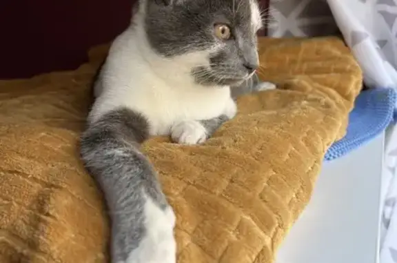 Chat trouvé , photo: Chat mâle trouvé à Pontault-Combault