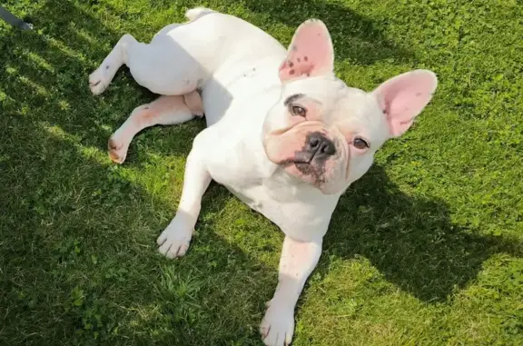 Chien perdu , photo : Bouledogue blanc perdu à Vallons-de-L'Erdre