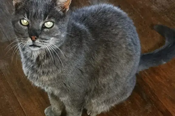 Chat gris familier trouvé à Vignoc - photo