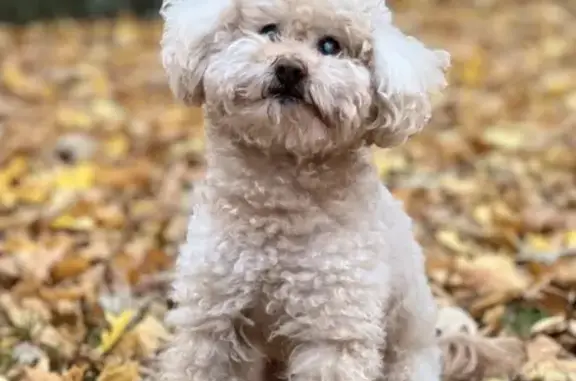 Lost: Gentle Cream Poodle in Toronto