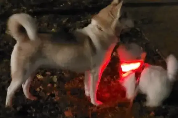 Chien husky blanc/marron trouvé à Beauzelle - photo