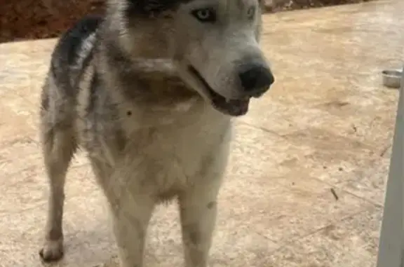 Husky mâle fauve trouvé à Romans-sur-Isère - photo