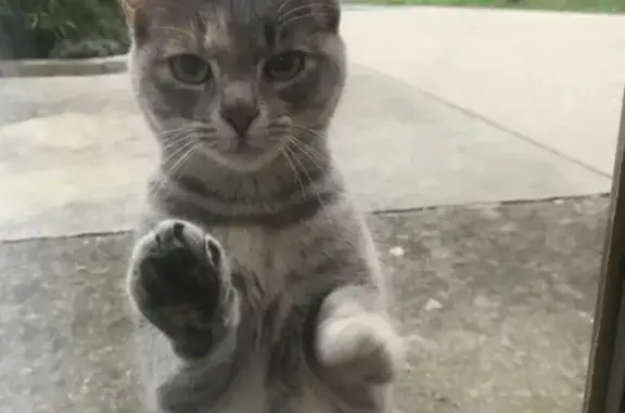 Chat trouvé , photo: Chat trouvé aux Châteliers