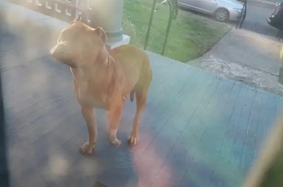 Found Skittish Pit on Franklin Ave Porch