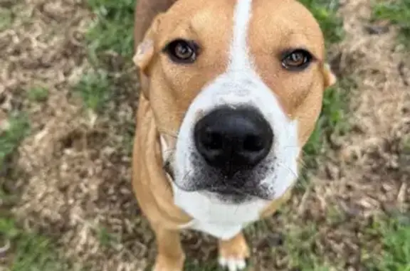 Found: Black & White Collie, Tan Pit Mix