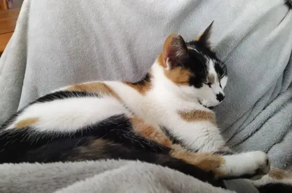 Animaux perdus Angoulême, photo: Chatte tricolore perdue à Angoulême