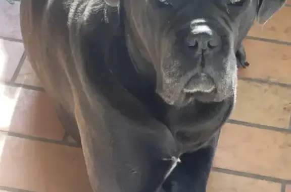 Chien perdu Pujols, photo : Chien bleu Cane Corso perdu à Pujols
