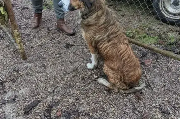 Jeune chien mâle trouvé à Joncy - photo
