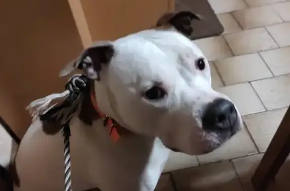 Staffie brun et blanc trouvé à Éloie - photo