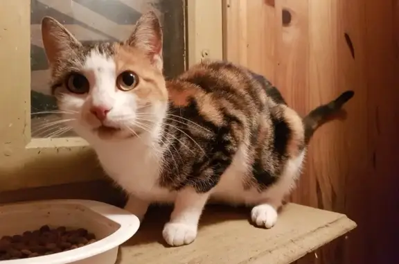 Chatte tricolore trouvée à Baume-les-Dames - photo