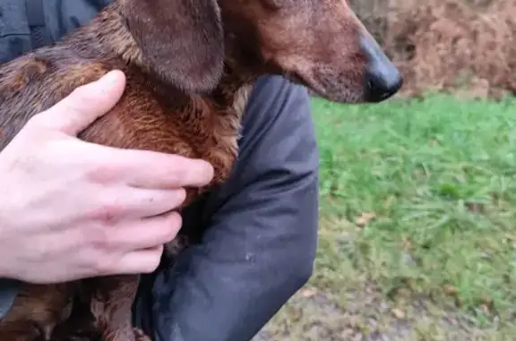 Chien trouvé Drefféac, photo: Teckel femelle marron trouvée à Drefféac