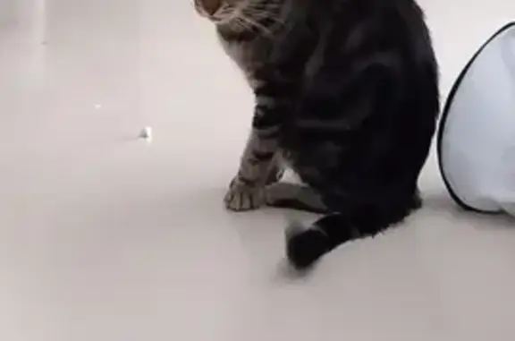 Chat perdu, Beynost, photo: Chat tigré 2 ans disparu à Beynost