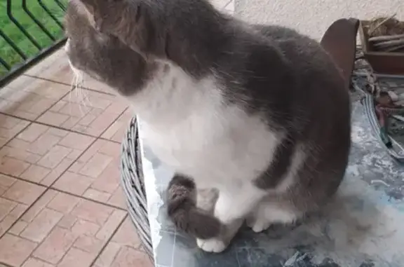 Chat trouvé Marzy, photo: Chat gris et blanc trouvé à Marzy