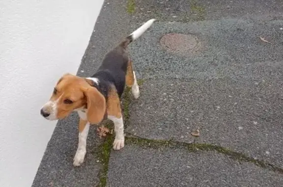 Chien trouvé Niort, photo: Beagle trouvé rue René Fonck, Niort