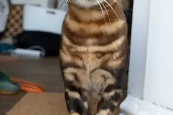 Chat mâle disparu, pucé et castré, 2 ans - photo