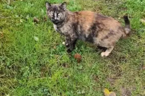 Chat trouvé , photo: Chatte européenne trouvée à Colpo