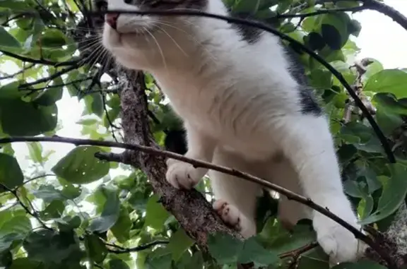 Chat perdu le 30/11, Rue des Ajoncs - photo