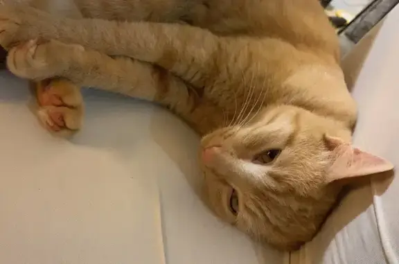 Jeune chat roux disparu à Anet - photo