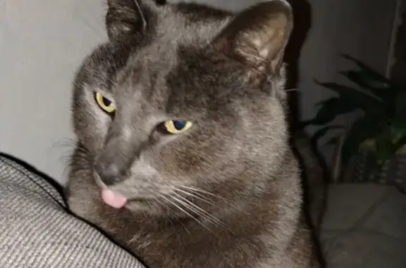 Chat perdu, Guer, photo: Chat gris castré disparu à Guer