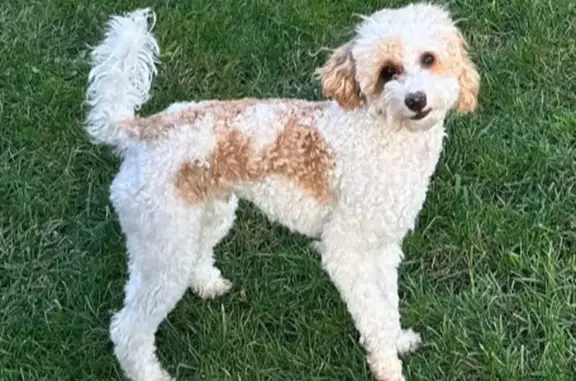 Lost Toy Poodle Near Kenton - Reward!