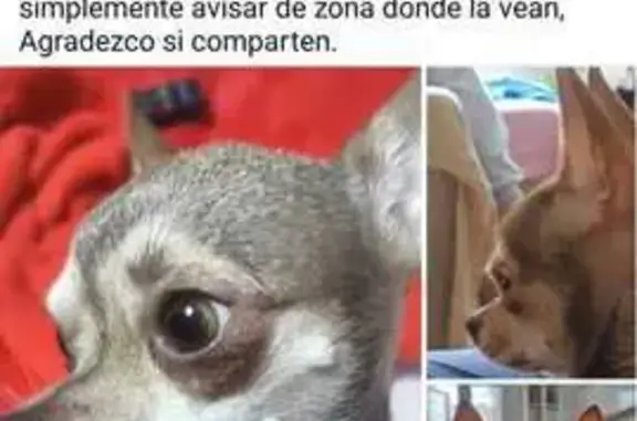 Perro Chihuahua Perdido en Las Palmas: Mun