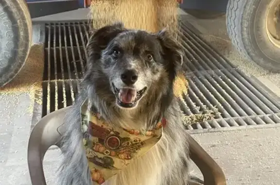 Lost Blue Merle Aussie Near Oak Crest