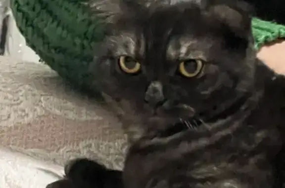 Animaux perdus Montauban, photo: Chatte grise perdue, Faubourg Lacapelle