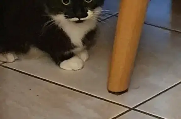Chat trouvé Clairac, photo: Chat noir et blanc trouvé à Clairac