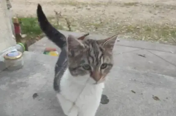 Chaton trouvé, très gentil, Rue du Vieux Puits - photo