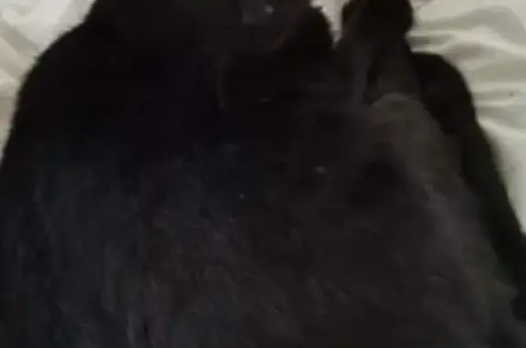 Animaux perdus Marzy, photo: Chat craintif disparu à Marzy