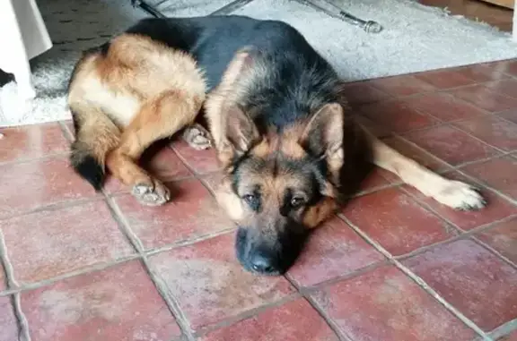 Berger allemand trouvé à Véretz - photo