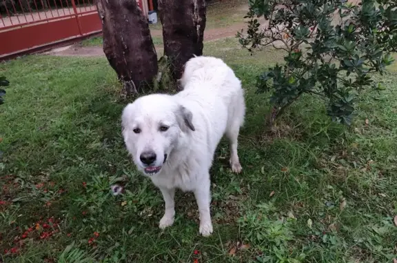 Chien blanc trouvé à Porto-Vecchio - photo