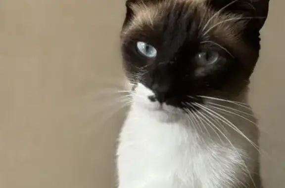 Animaux perdus Yzeure, photo: Chatte siamoise disparue à Yzeure