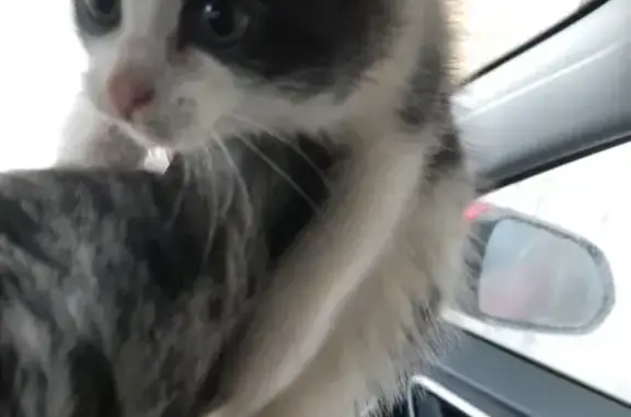 Chaton trouvé dans moteur, Jegun - photo