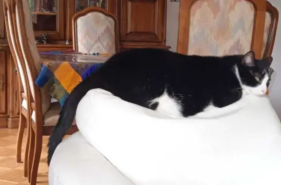 Chat noir et blanc disparu à Dole - photo