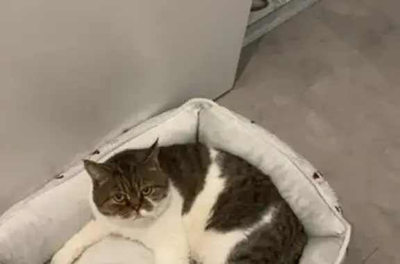 Animaux perdus Six-Fours-les-Plages, photo: Chat mâle persan perdu à Six-Fours