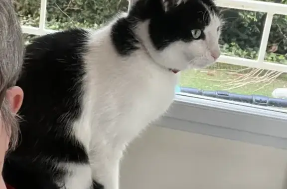 Chat perdu, , photo: Chat mâle noir et blanc perdu à Oullins