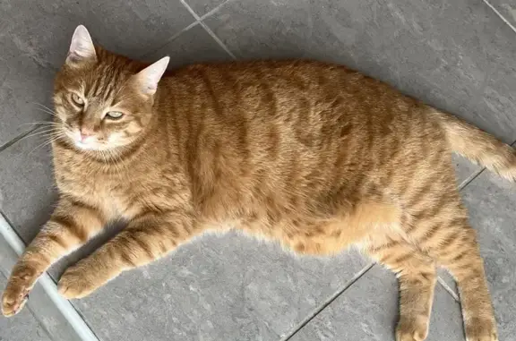Animaux perdus Bihorel, photo: Chat roux disparu à Bihorel