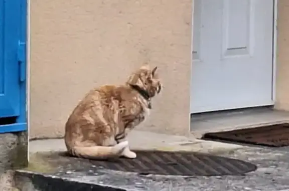 Chat trouvé Danjoutin, photo: Chat trouvé à Danjoutin, près de la route