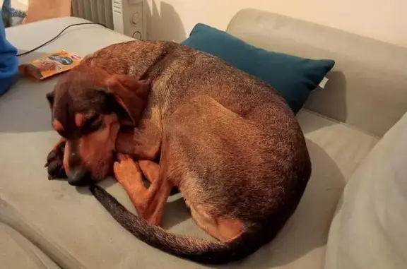 Chien perdu Colombes, photo : Chien croisé perdu à Colombes, besoin soins