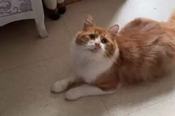 Chat roux et blanc trouvé à Amiens - photo