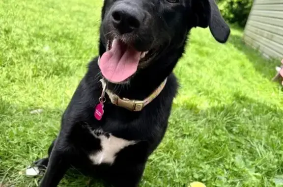 Lost Black Lab Mix: Call If Spotted!