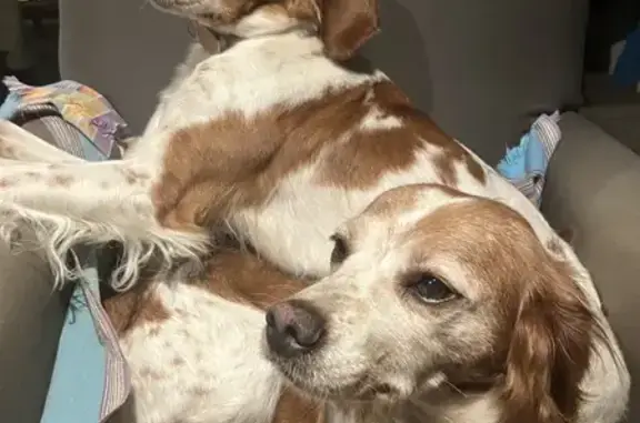 Chien perdu , photo : Deux épagneules breton disparues à Bazoges