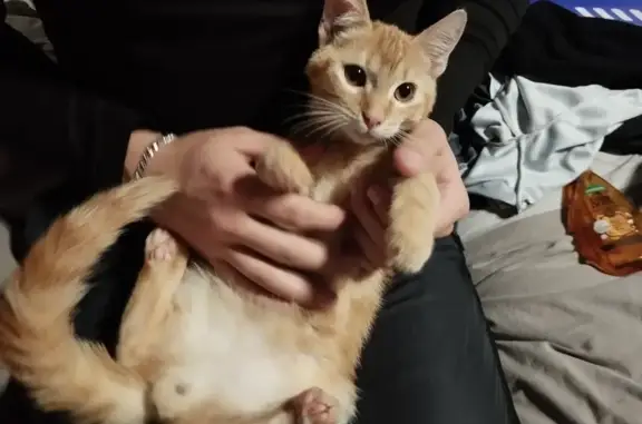 Jeune chat trouvé à Seysses, sociable - photo
