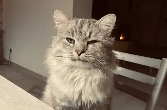 Chat perdu, Lamagistère, photo: Chat perdu : Apple, poil mi-long, yeux bleus