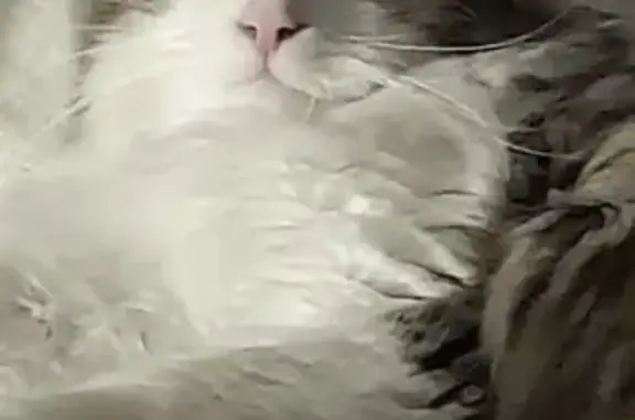 Chat angora gris 3 ans disparu Crespin - photo