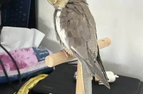 Lost Cinnamon Grey Cockatiel in 615